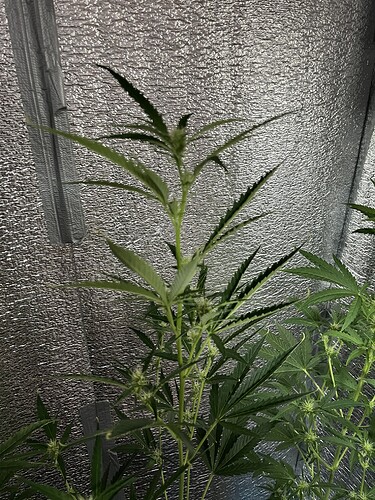 Growreport Bild 3