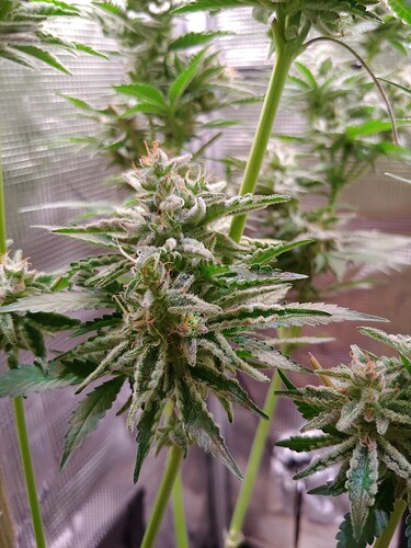 Growreport Bild 11