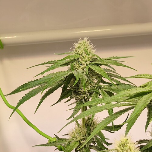 Growreport Bild 6
