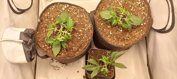 Growreport Bild 2