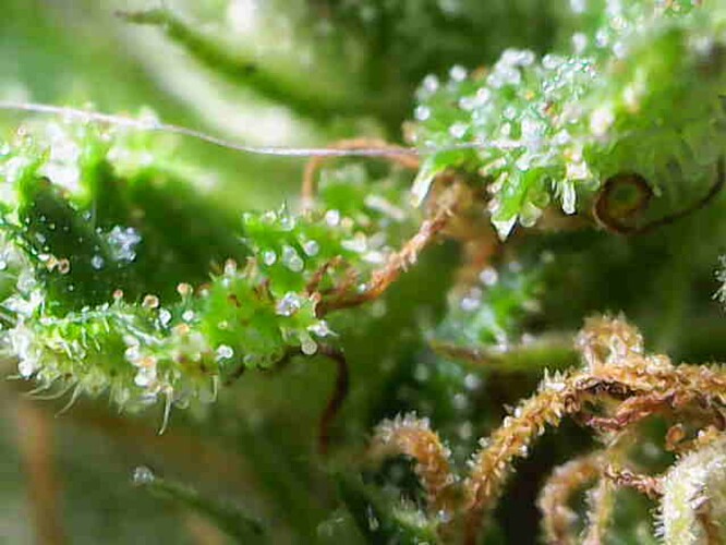 Growreport Bild 24