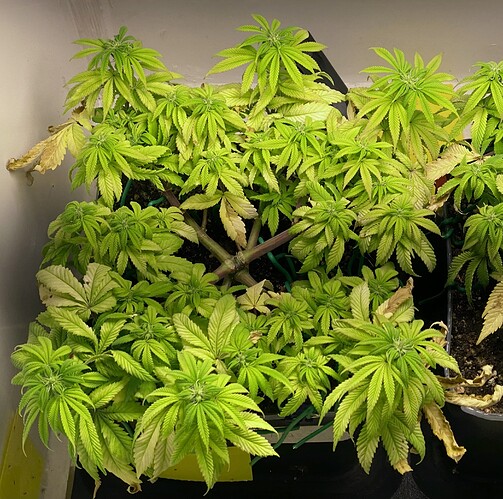 Growreport Bild 14