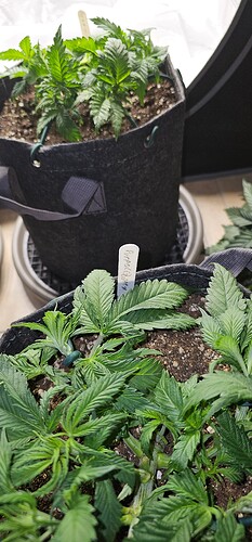 Growreport Bild 1