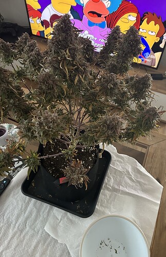 Growreport Bild 1