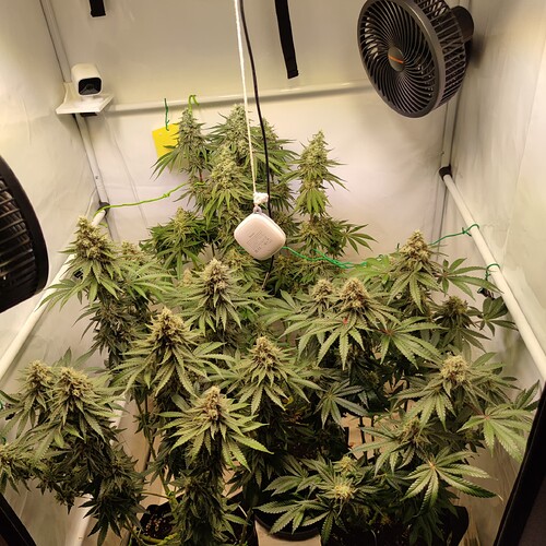 Growreport Bild 13