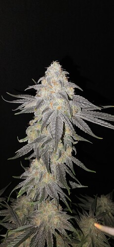 Growreport Bild 53