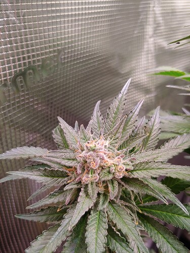 Growreport Bild 7