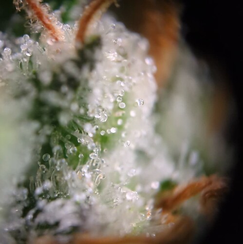 Growreport Bild 5