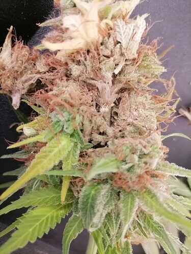 Growreport Bild 20