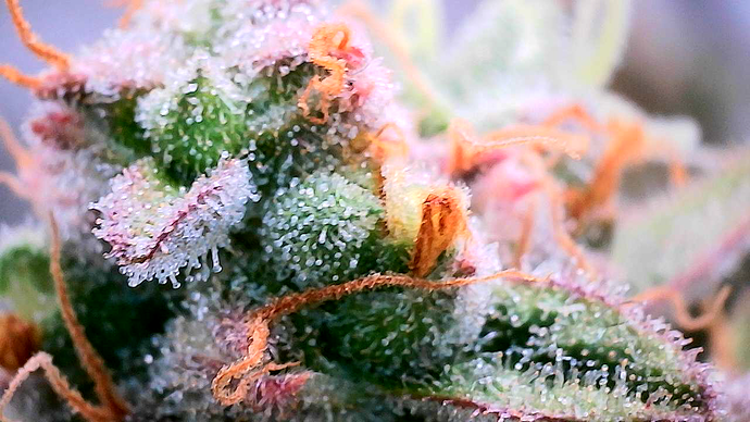 Growreport Bild 3