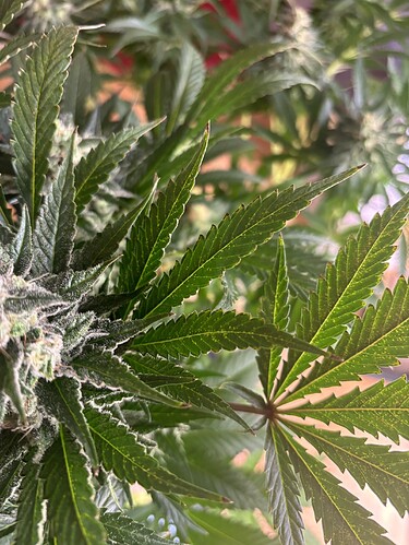 Growreport Bild 1