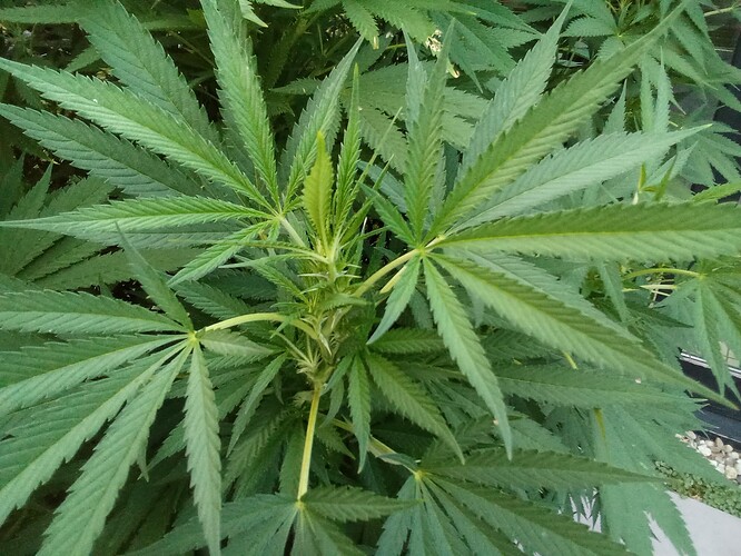 17257312633964282726831635103035