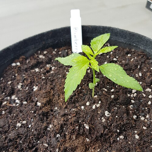 Growreport Bild 2