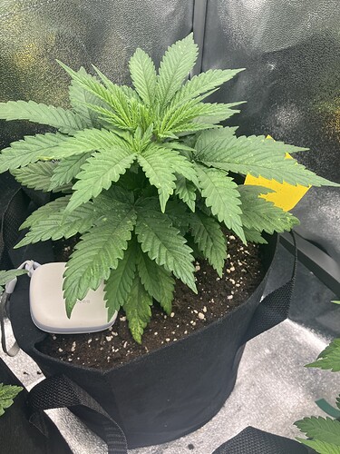 Growreport Bild 8