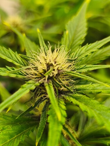 Growreport Bild 1