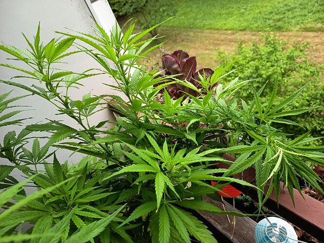 Growreport Bild 9