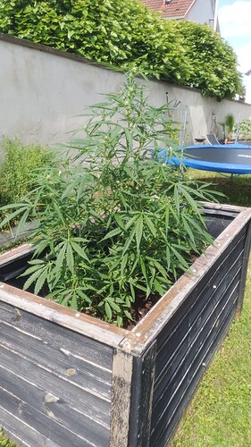 Growreport Bild 6