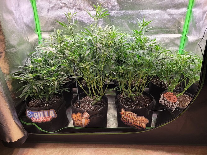 Growreport Bild 1