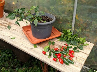 Grow25_0925_HK1noternte04