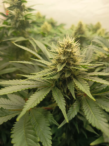 Growreport Bild 30