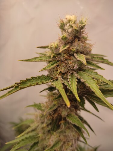 Growreport Bild 31