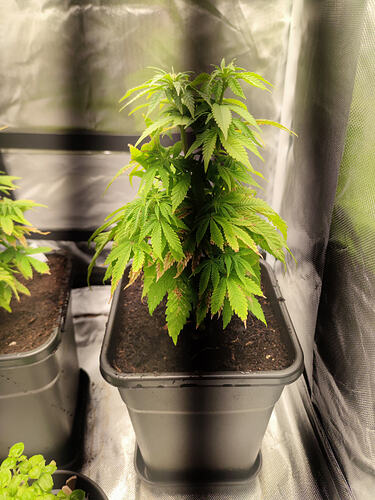 Growreport Bild 4