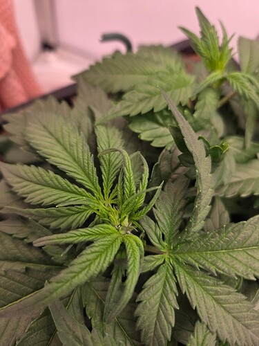 Growreport Bild 2