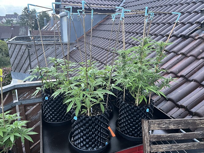 Growreport Bild 3