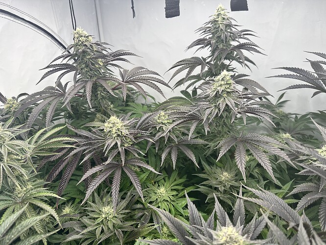 Growreport Bild 4