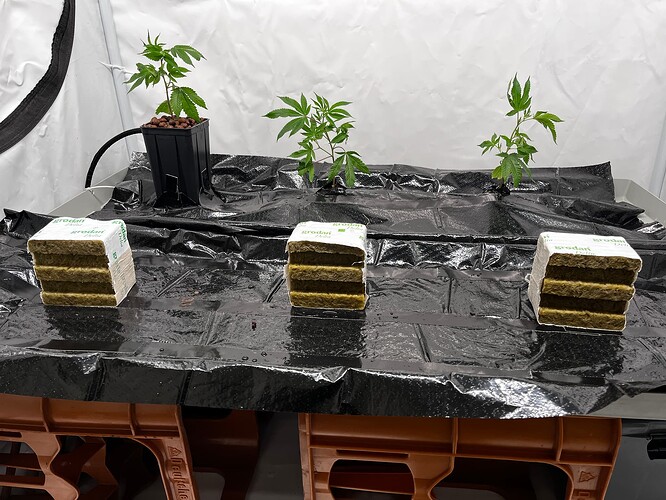 Growreport Bild 18