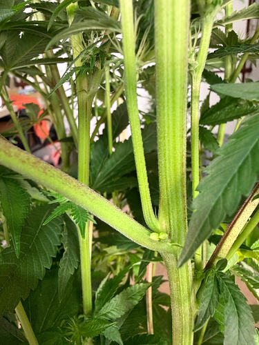 Growreport Bild 44