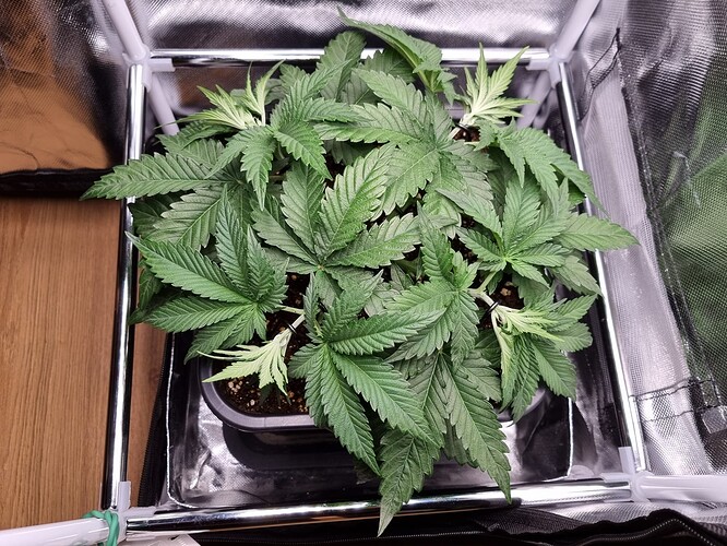 Growreport Bild 3