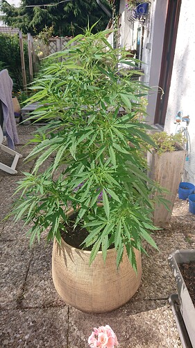 Growreport Bild 69