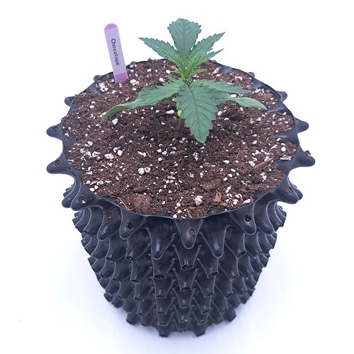 Growreport Bild 1