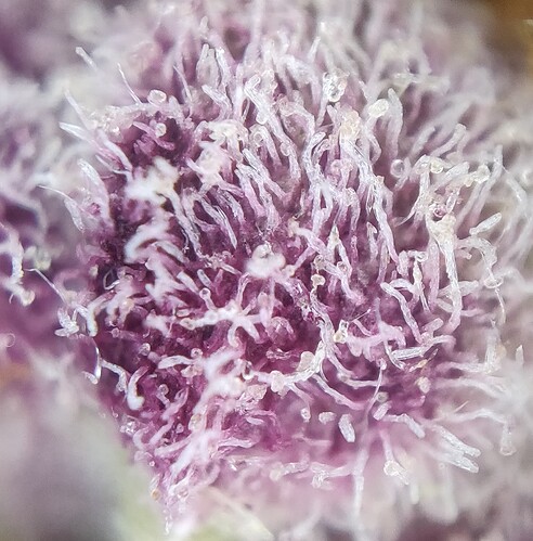 IMG_20250206_183242__01