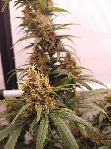 Growreport Bild 26