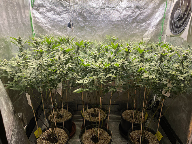 Growreport Bild 1
