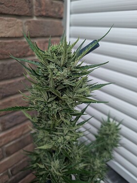 PXL_20250706_053252650