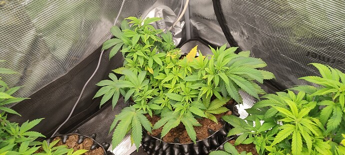 IMG_20251019_210123735_HDR