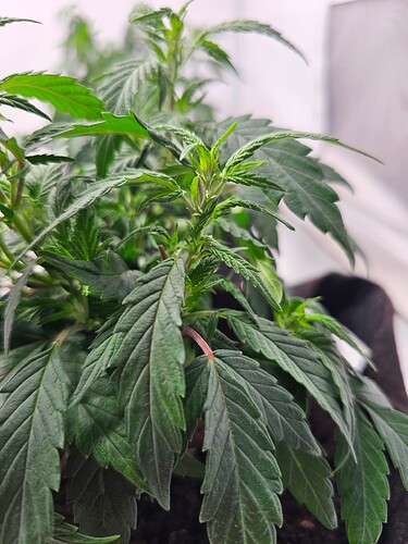 Growreport Bild 5