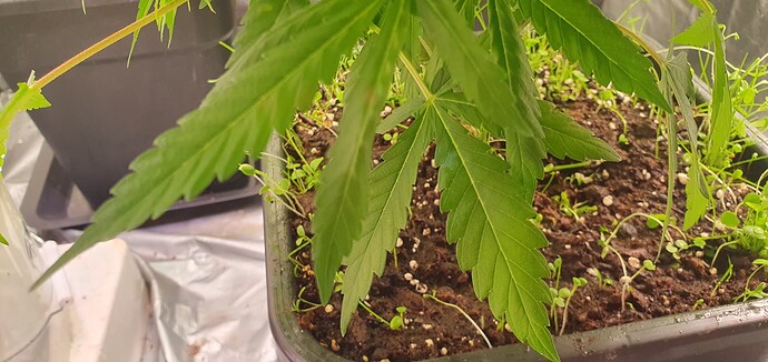 Growreport Bild 7