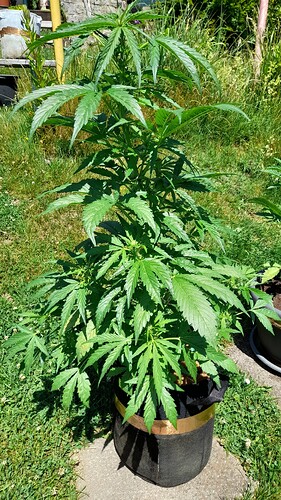 Growreport Bild 27