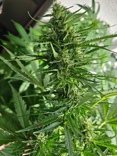 Growreport Bild 8