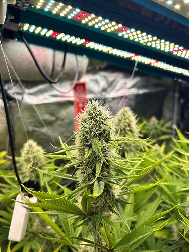 Growreport Bild 13