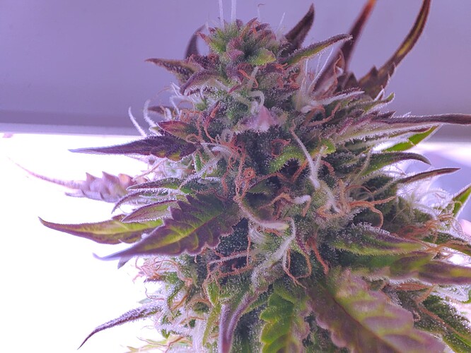Growreport Bild 29