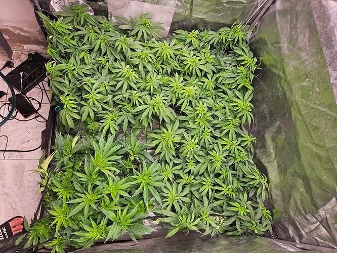 Growreport Bild 8