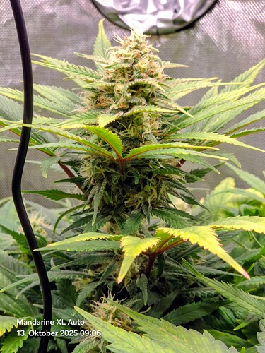 Growreport Bild 9