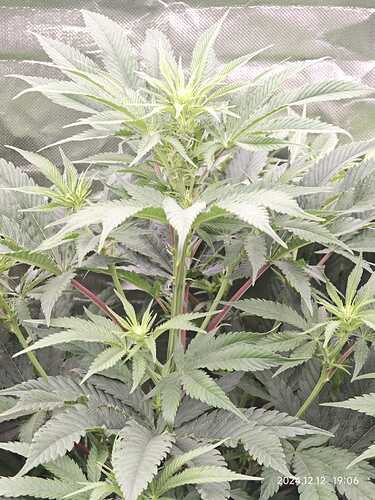 Growreport Bild 16