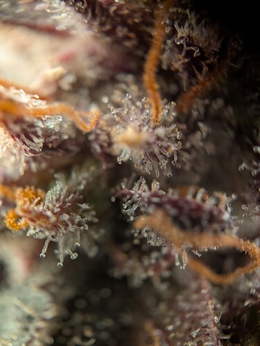 PXL_20241017_151418534