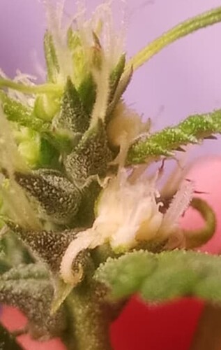 Screenshot_20241004-135518_Fennec